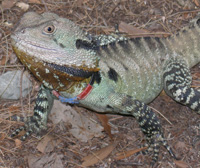 Gippsland Water Dragon