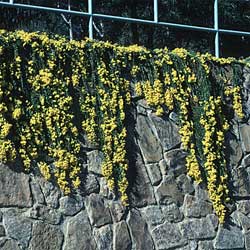 Acacia 'Austraflora Cascade'