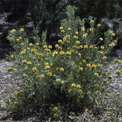 Isopogon anemonifolius