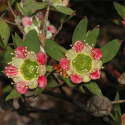 Leptospermum macrocarpum