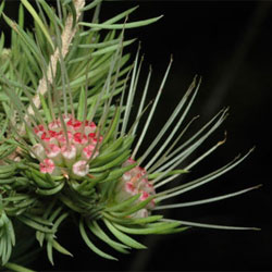 Darwinia fascicularis