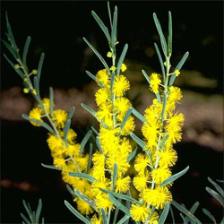 Acacia flexifolia