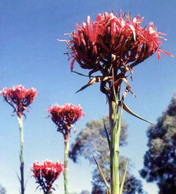 Doryanthes excelsa