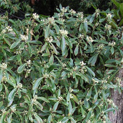 Tasmannia purpurascens