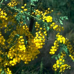 photo Acacia spectabilis