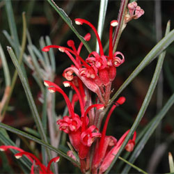 Grevillea dimorpha