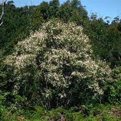 Prostanthera lasianthos