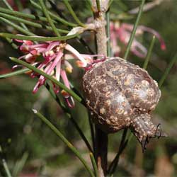 Hakea verrucosa fruit