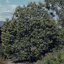 Alphitonia excelsa