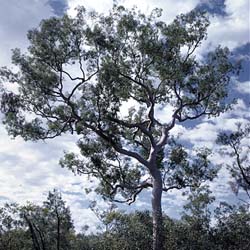 Angophora costata