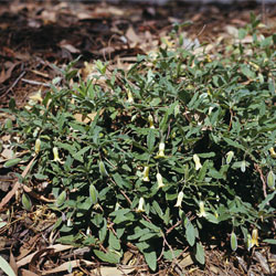 Billardiera scandens