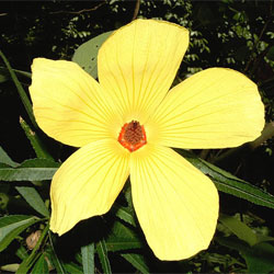 Hibiscus heterophyllus