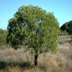 Santalum acuminatum