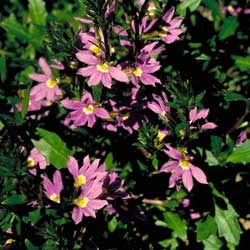 Photo of Scaevola aemula - click to enlarge