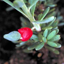 Podocarpus lawrencei