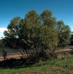 Eucalyptus apiculata