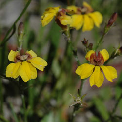 Goodenia humilis