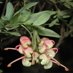 Grevillea iaspicula