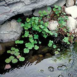 Marsilea drummondii