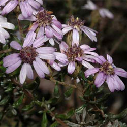 Olearia iodochroa