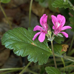 Pelargonium rodneyanum