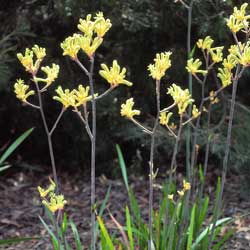 Anigozanthos flavidus