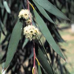 Eucalyptus lacrimans