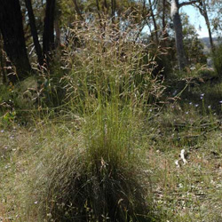 Rytidosperma pallidum, Joycea pallida