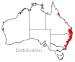 Sarcochilus falcatus distribution