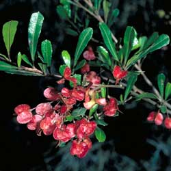 Dodonaea viscosa