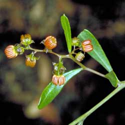 Dodonaea viscosa