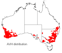 Stypandra glauca distribution