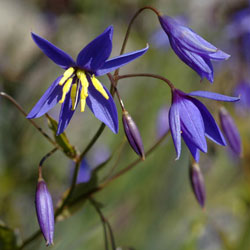 Stypandra glauca