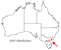 Goodenia macmillanii distribution