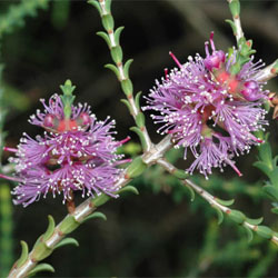 Melaleuca gibbosa