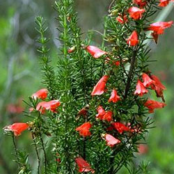 Prostanthera aspalathoides 