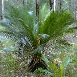 Macrozamia communis 