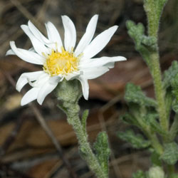 Olearia asterotricha