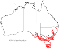 Banksia marginata map