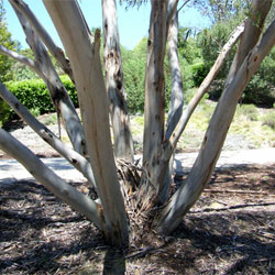 Eucalyptus gregsoniana