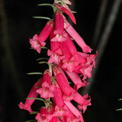 Close-up photograph of Epacris impressa