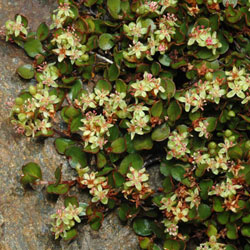 Habit photograph of Muehlenbeckia axillaris