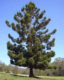 Araucaria cunninghamii