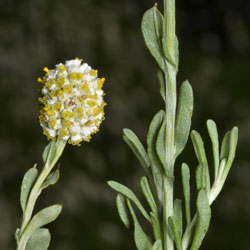 Calocephalus lacteus infloresence and leaves