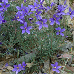 Cheiranthera linearis APII dig 5656