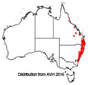 Eucalyptus saligna distribution