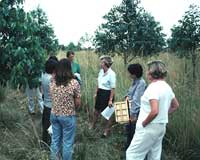 salinity revegetation