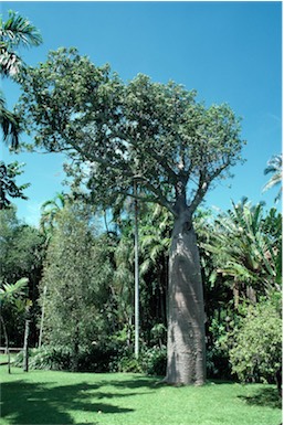 APII jpeg image of Adansonia gregorii  © contact APII