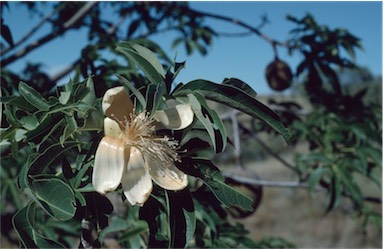 APII jpeg image of Adansonia gregorii  © contact APII