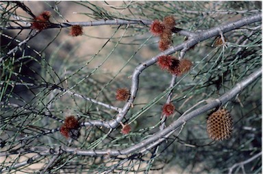 APII jpeg image of Allocasuarina acutivalvis subsp. acutivalvis  © contact APII